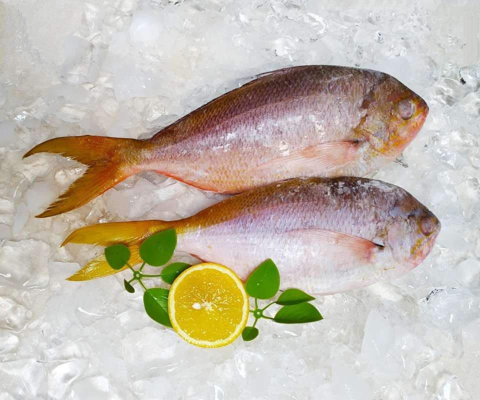 Jual Jiofish Ikan Ekor Kuning Tanpa Bahan Pengawet Sedang 2 Ekor Kg Di Seller Jiofish Depok Kota Depok Jawa Barat Blibli
