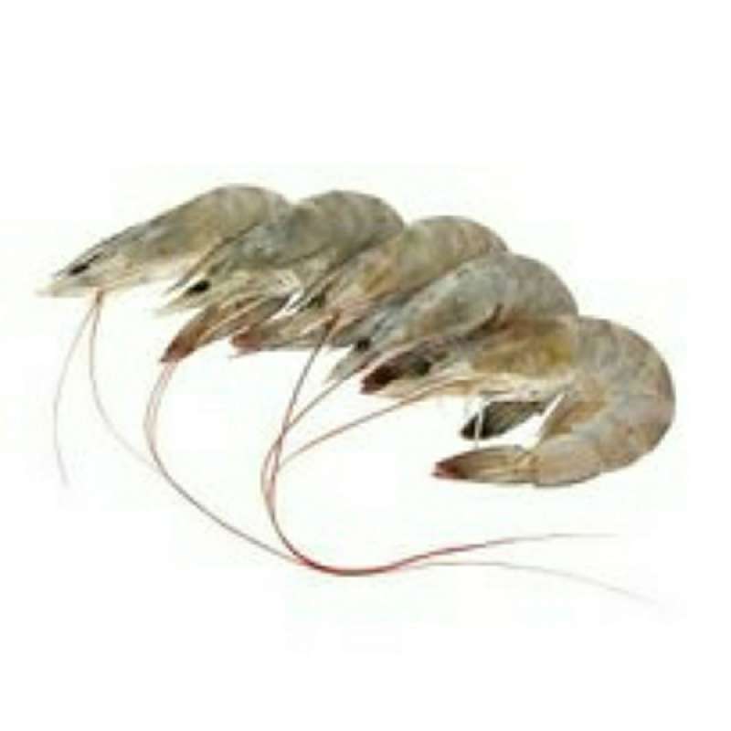 Jual Udang Besar 1 Kg Online Desember 2020 Blibli