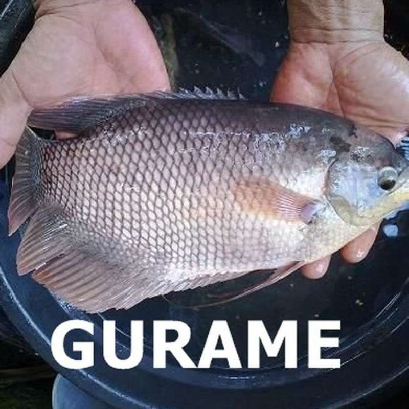 80+ Jual Ikan Air Laut Di Bandung HD Terbaru