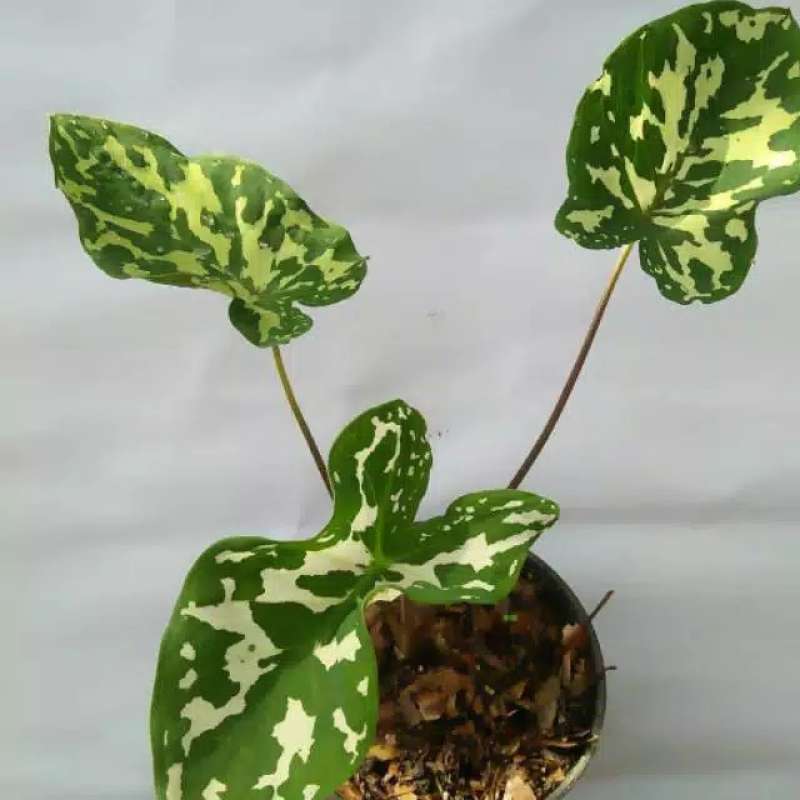 Jual Caladium Praetermissum Keladi Beauty Army Online April 2021 Blibli