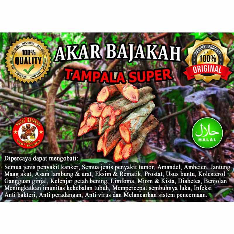 Jual Akar Bajakah Tampala Merah Super Asli Kalimantan Termurah 400gr Online Oktober 2020 Blibli Com