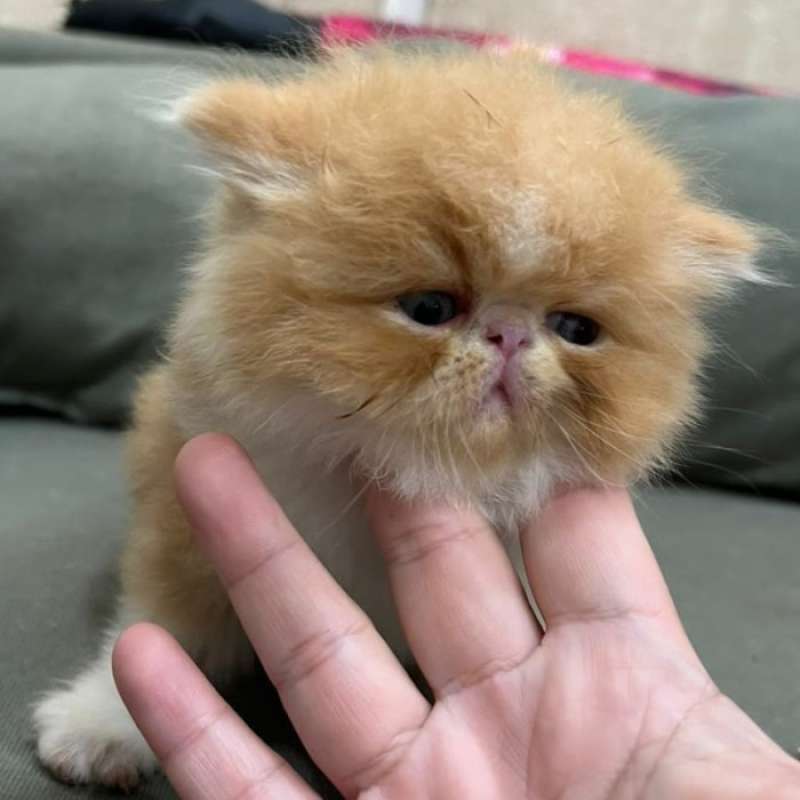 Promo Peaknose Jantan Kucing Pesek Extreme Long Hair Lh Kitten