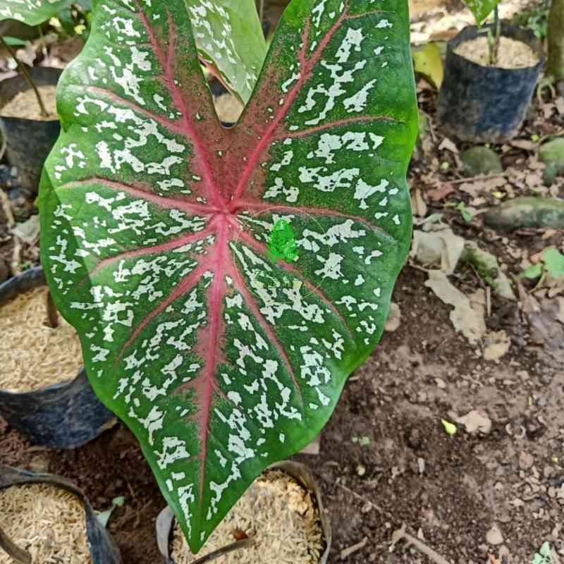 Jual Tanaman Hias Keladi Red Star Online April 2021 Blibli