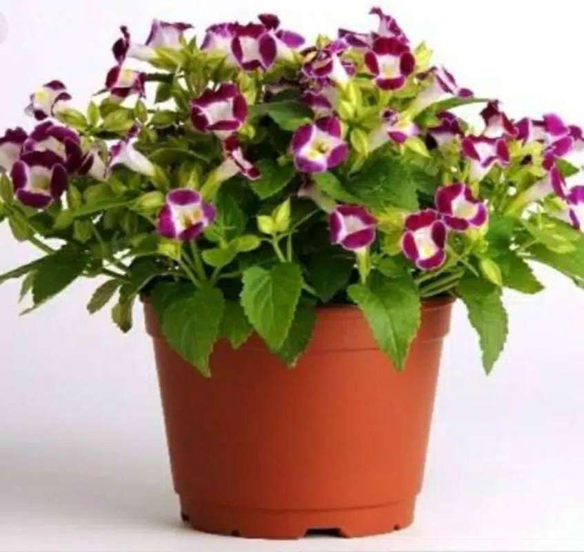 Jual Tanaman Bunga Teronia Mata Kucing Online Februari 2021 Blibli