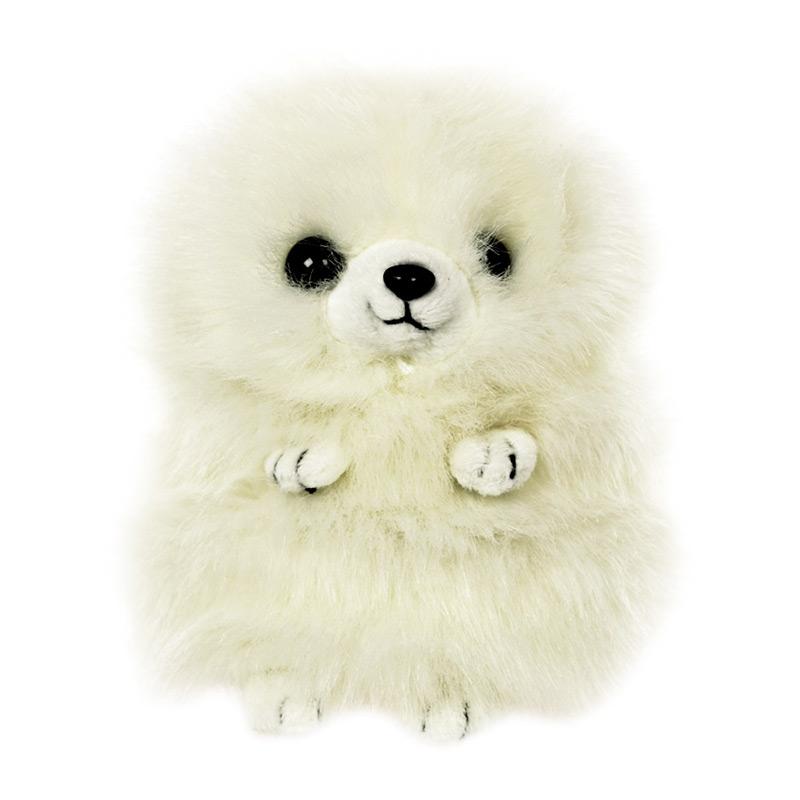 Jual Anjing Pomeranian Cek Harga Di Pricearea Com