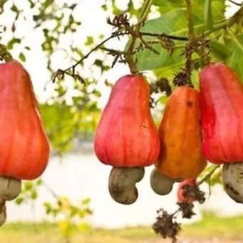 pohon jambu monyet