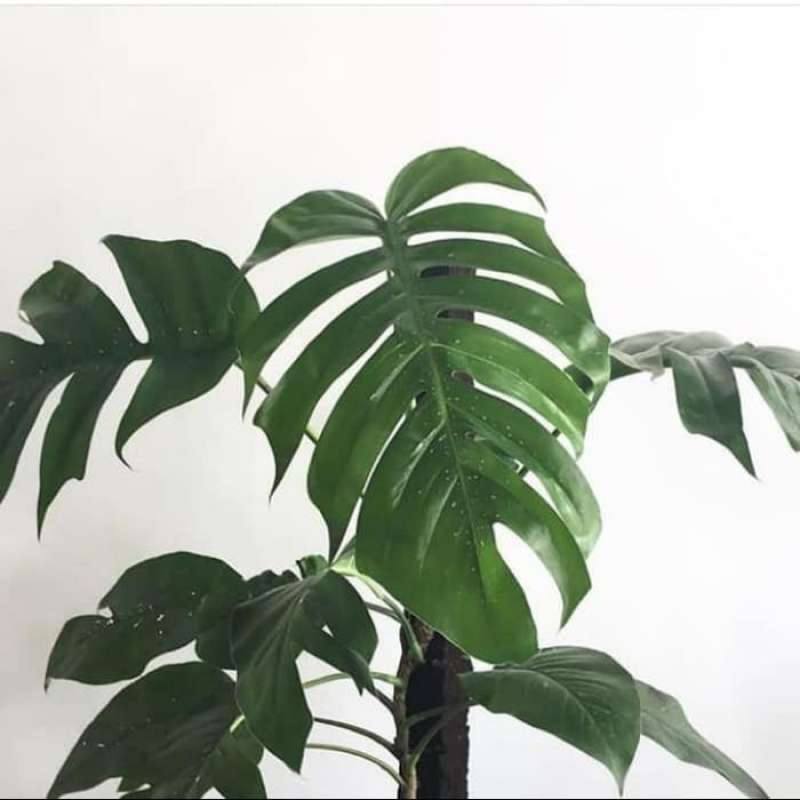 philodendron giganteum kaufen Philodendron Giganteum
