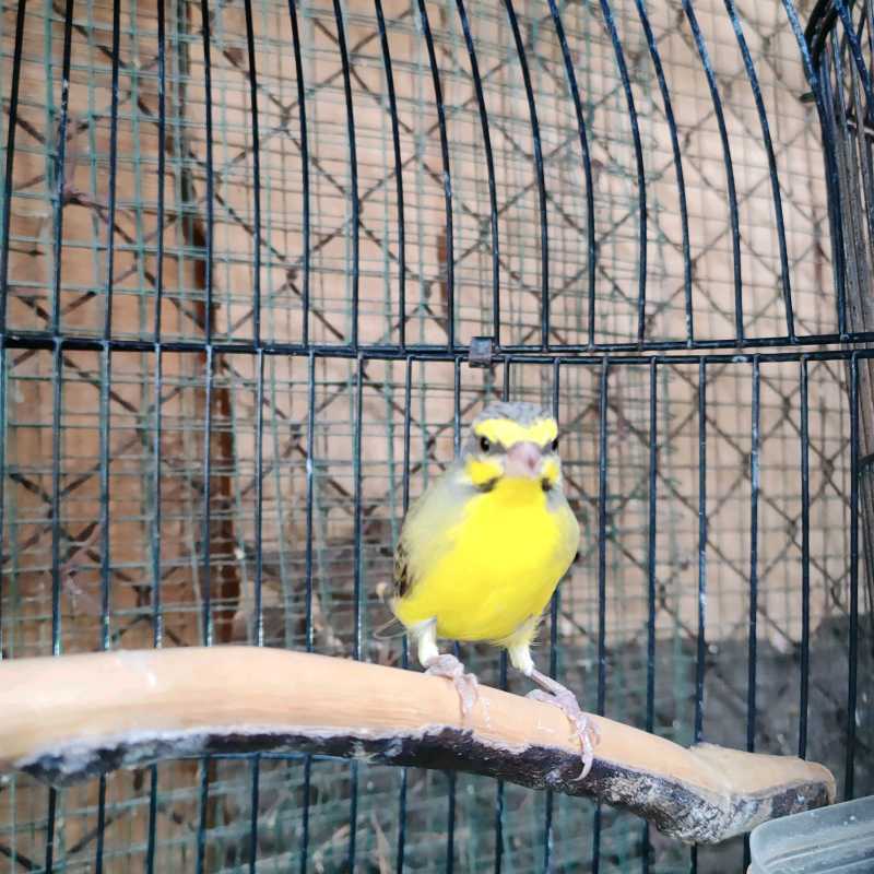 Jual burung mozambik jantan di Seller kicau_alambirdshop - Kota Jakarta Timur, DKI Jakarta | Blibli