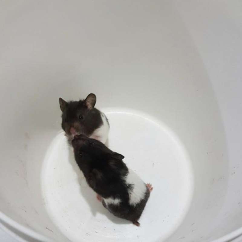 Panda syrian hamster on sale