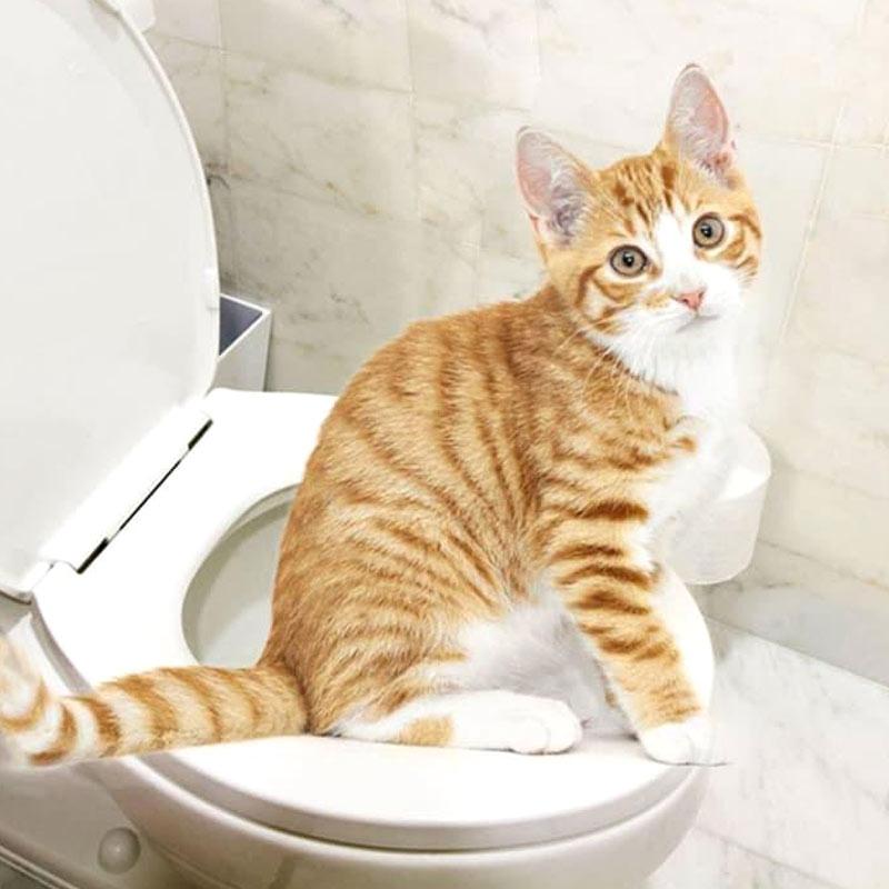 cat toilet training