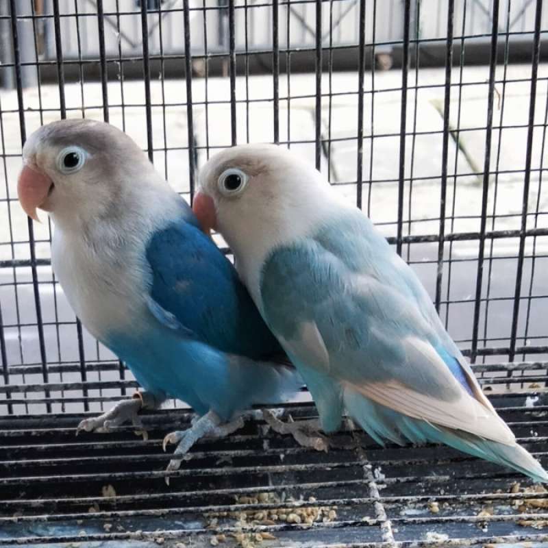 Jual Burung Lovebird Sepasang Biru Mangsi X Pasbir...readyy. Di ...
