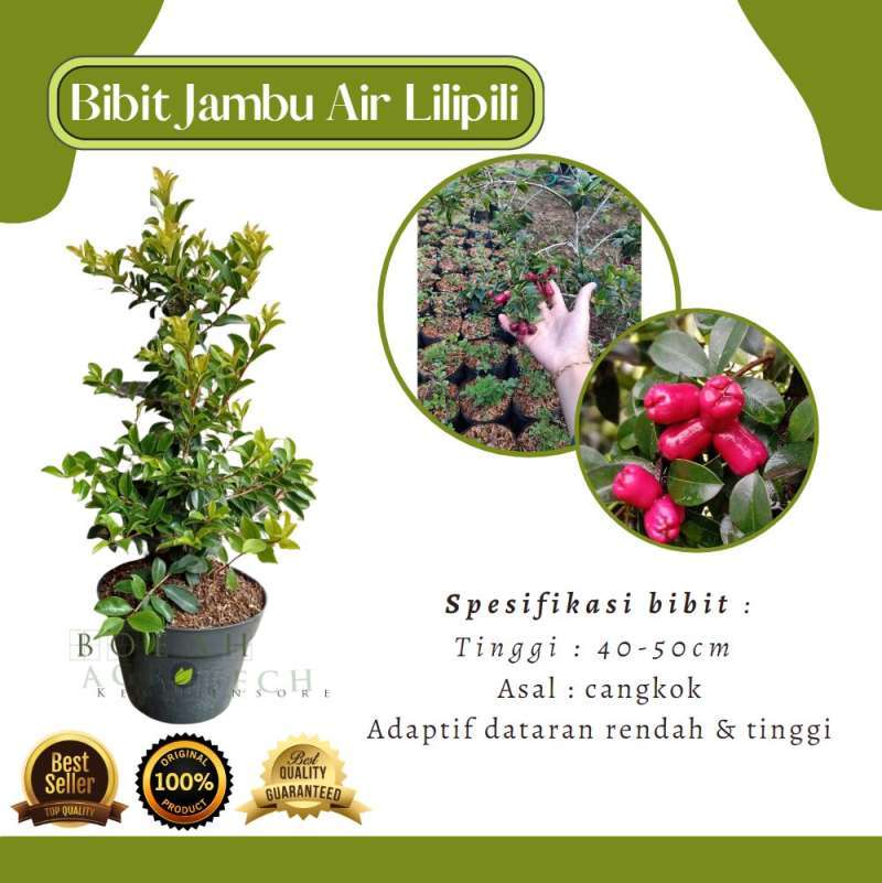 Promo Bibit Tanaman Jambu Air Lilly Pilly Bibit Jambu Air Lili Pili Unik Bibit Kemarin Sore Diskon 10 Di Seller Bibitkemarinsore Sumber Gondo Kota Batu Blibli