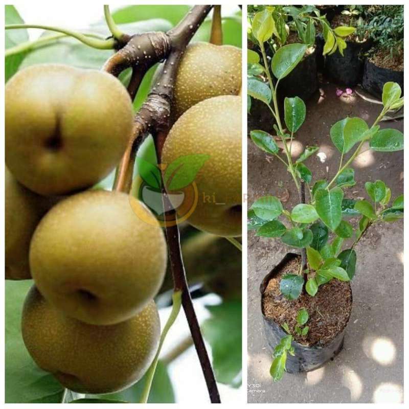 Jual Bibit Buah Pear Asia Dataran Rendah Terbaru Oktober 2021 Harga Murah Kualitas Terjamin Blibli