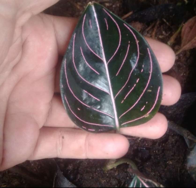 Jual Tanaman Hias Aglonema Rotundum Aceh Online April 2021 Blibli