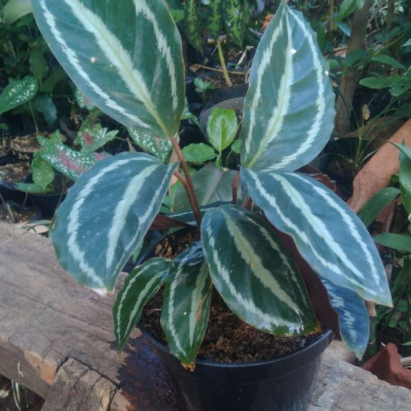 Jual Tanaman Hias Calathea Silverback Terbaru Juni 2021 Blibli