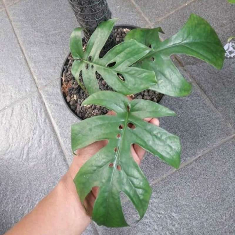 Jual Tanaman Hias Amydrium Medium Online Februari 2021 Blibli