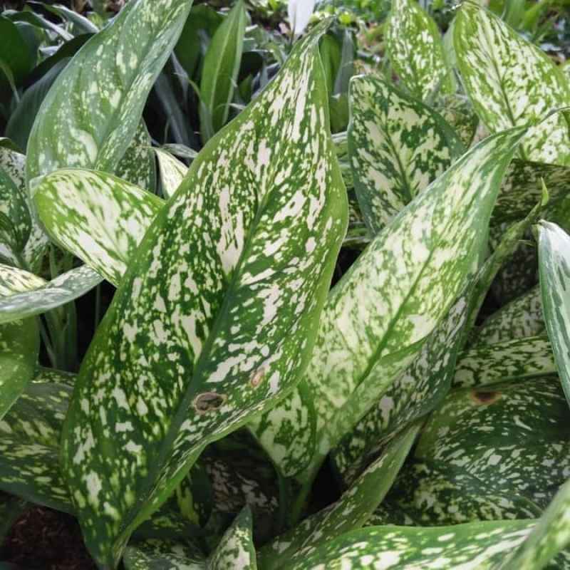 Jual Tanaman Hias Aglonema Beras Tumpah Blanceng Beras Tumpah Tanaman Sri Rejeki Blanceng Online Maret 2021 Blibli Mulai dari makanan dan minuman dengan harga murah dan pelayanan yang terbaik. tanaman hias aglonema beras tumpah blanceng beras tumpah tanaman sri rejeki blanceng