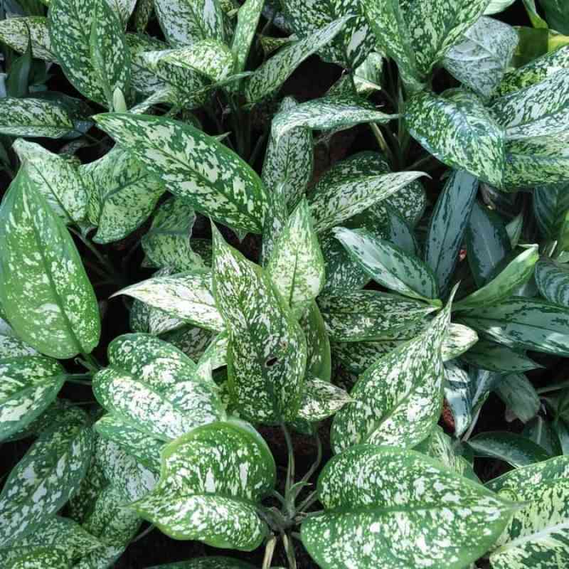 Jual Tanaman Hias Aglonema Beras Tumpah Blanceng Beras Tumpah Tanaman Sri Rejeki Blanceng Online April 2021 Blibli