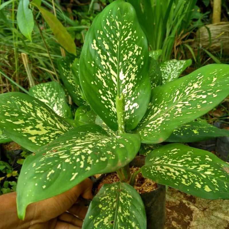 Jual Tanaman Hias Aglonema Beras Tumpah Blanceng Beras Tumpah Tanaman Sri Rejeki Blanceng Online Maret 2021 Blibli Dan dimana tempat rekomendasi beli bunga aglonema? tanaman hias aglonema beras tumpah blanceng beras tumpah tanaman sri rejeki blanceng