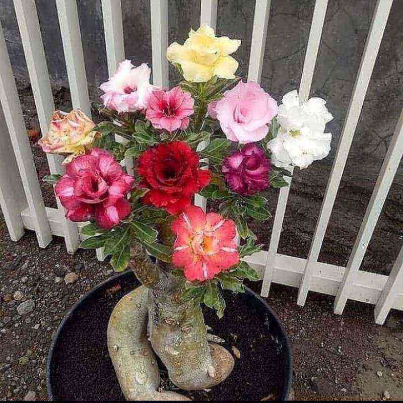 Jual Tanaman Hias Adenium Bunga Tumpuk Adenium Cabang Seribu Online April 2021 Blibli