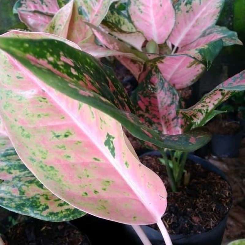 dracaena reflexa plant 7-10 FT Dracaena 'Reflexa' main image 1