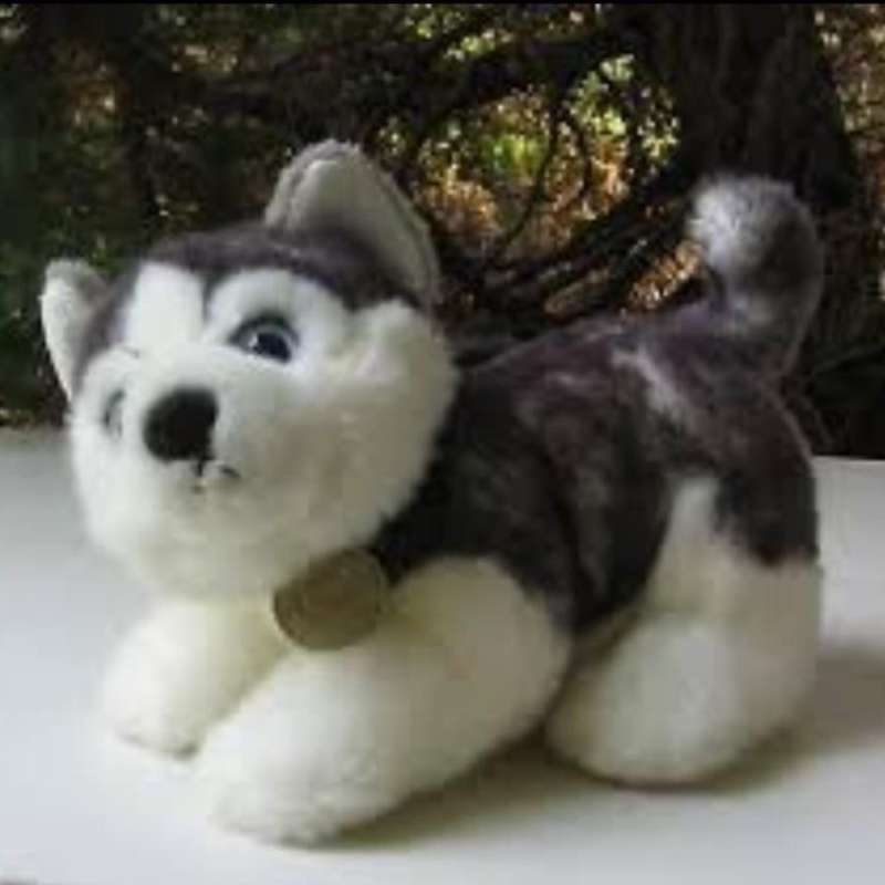 Anak husky on sale