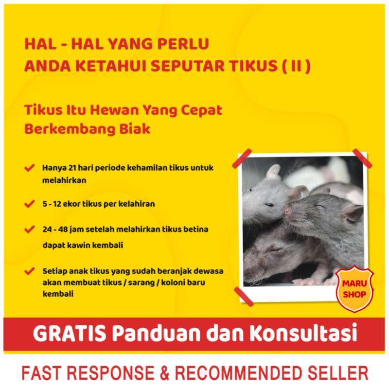 Jual Jebakan Tikus Masal Besar Massal Jumbo Ramtus Murah Obat Pembasmi Paling Ampuh Dan Alat Perangkap Curut Untuk Mobil Rumah Online Maret 2021 Blibli Yuk coba bikin jebakan cicak untuk menangkap mereka sesuai dengan lokasi dan jalur lewatnya. jebakan tikus masal besar massal jumbo ramtus murah obat pembasmi paling ampuh dan alat perangkap curut untuk mobil rumah