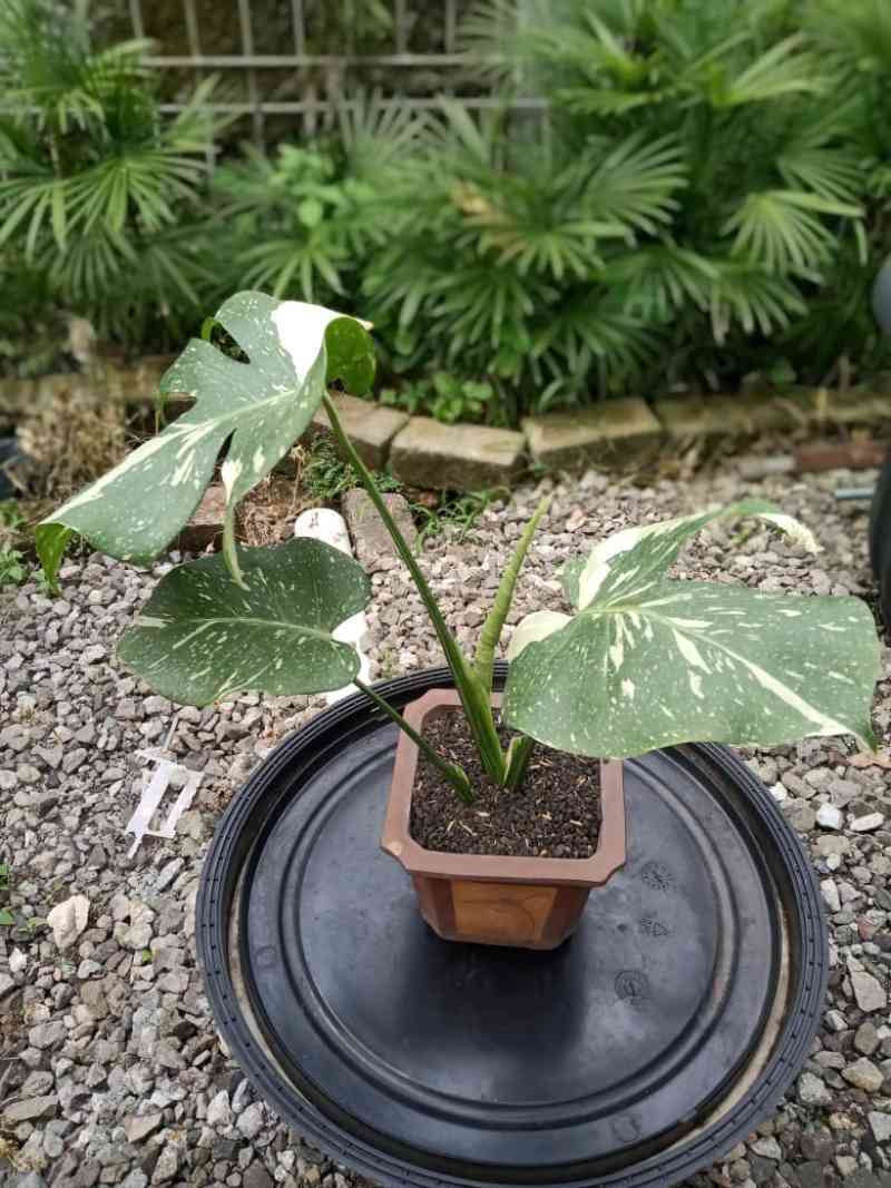 Jual Monstera Montai Online Februari 2021 Blibli