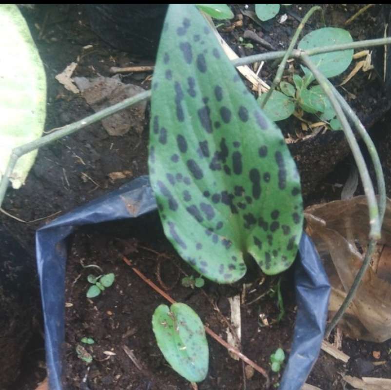 Jual Tanaman Hias Keladi Katak Online April 2021 Blibli