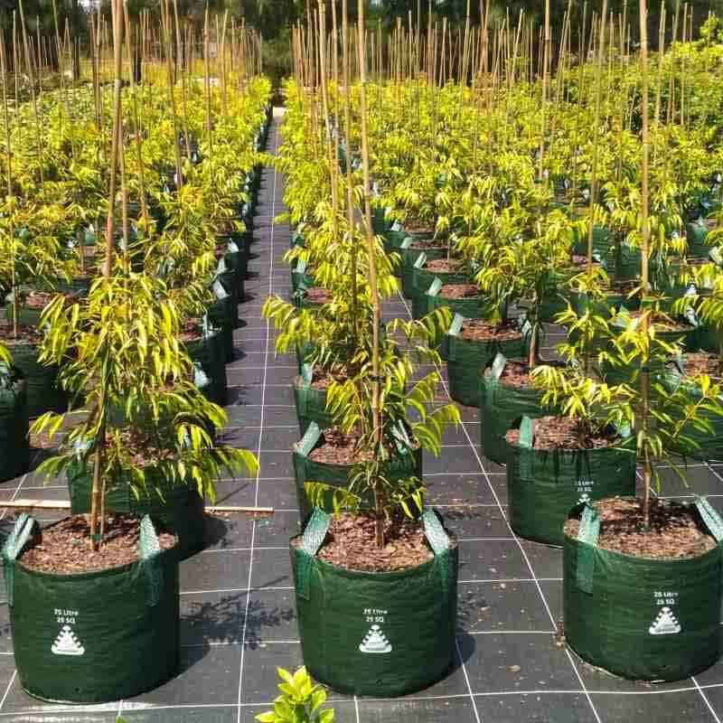 Jual Planter Bag 35 Liter Easy Grow Pot Tanaman Buah Bibit Polybag 