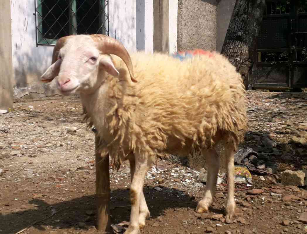 Jual Domba Qurban Betina Sesuai Syariah dan Amanah di Seller Mutiara Hijrah  Aqiqah - Kab. Bogor, Jawa Barat | Blibli