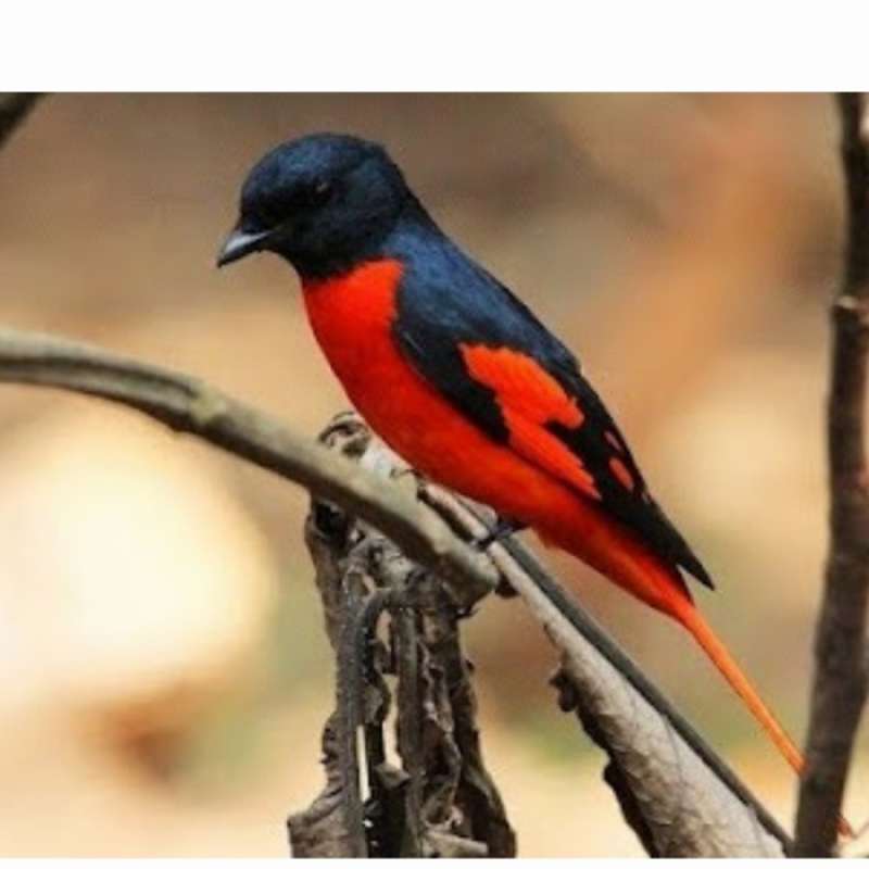 Makanan Burung Mantenan Jual mantenan besar jantan mulus di Seller Nagara - Kab. Bekasi, Jawa Barat | Blibli