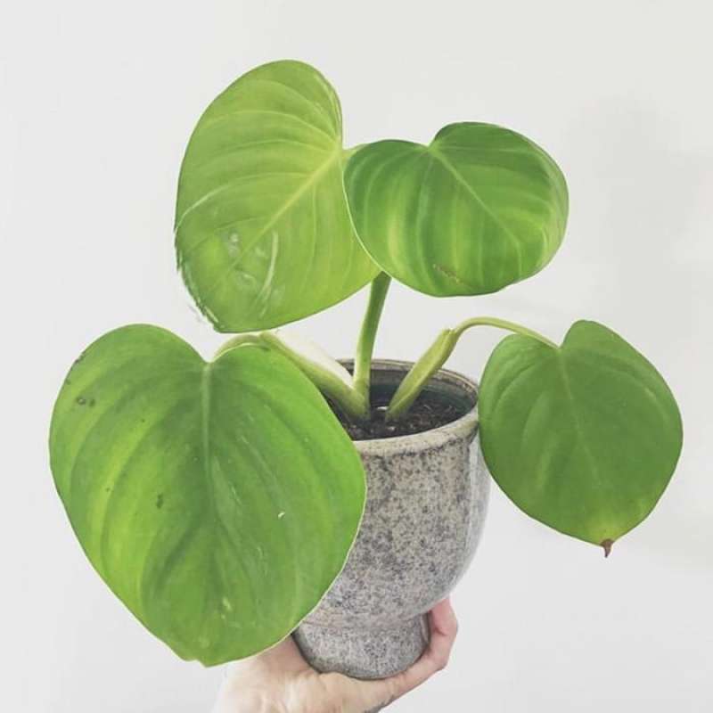 Jual Rare Item - Tanaman Hias Philodendron Eximium Di Seller Halaman Taman  Store - Citayam, Kab. Bogor | Blibli