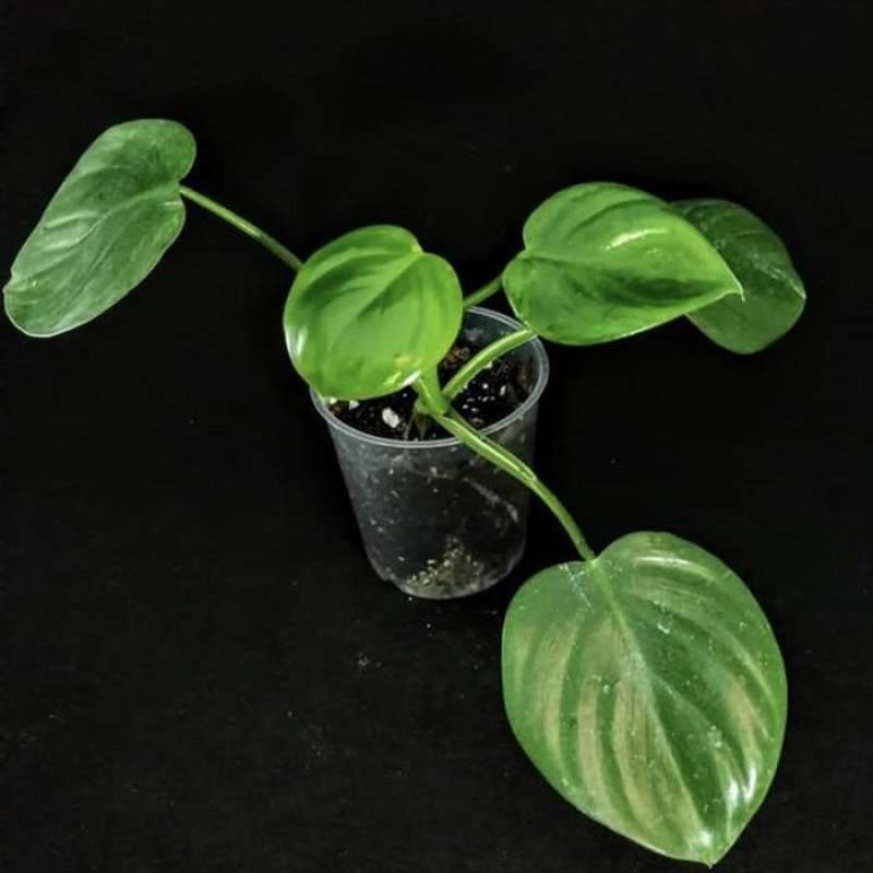 plants are purple serum amazon Violets Are Blue Facial Serum