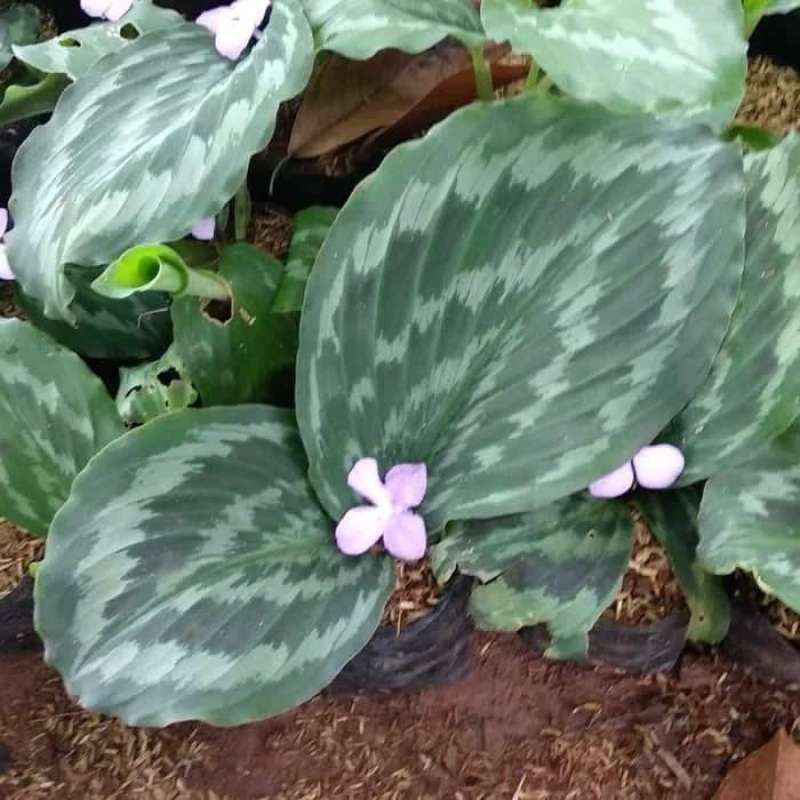 Jual Tanaman Hias Calathea Merak - Kalatea Merak Di Seller Halaman Taman  Store - Citayam, Kab. Bogor | Blibli