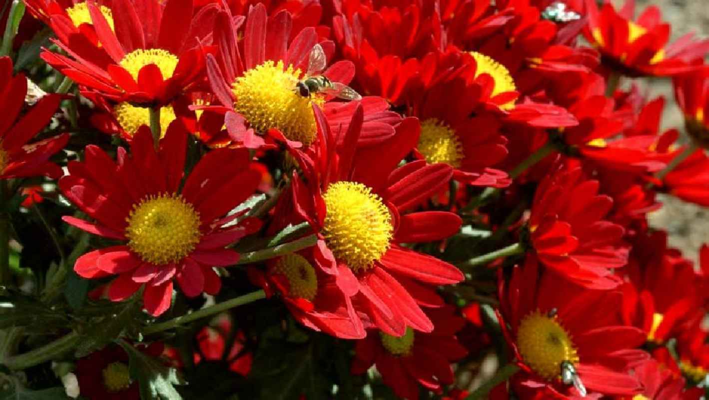 Tanaman Indoor - Krisan Merah / Red Chrysanthemum Morifolium