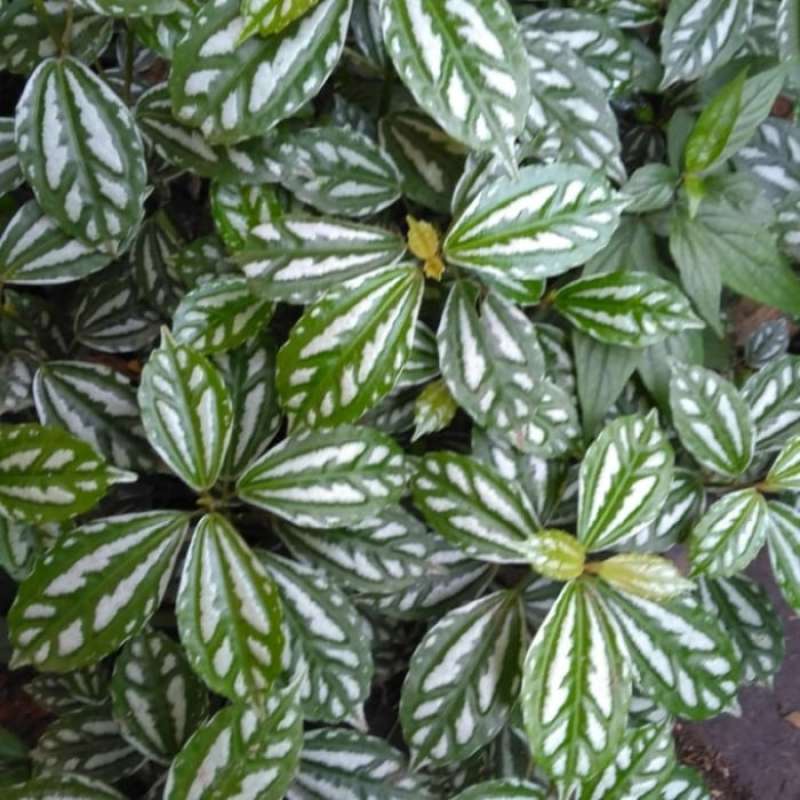 Jual Tanaman Hias Daun Mutiara Cadierei Pohon Hias Daun Mutiara Online April 2021 Blibli