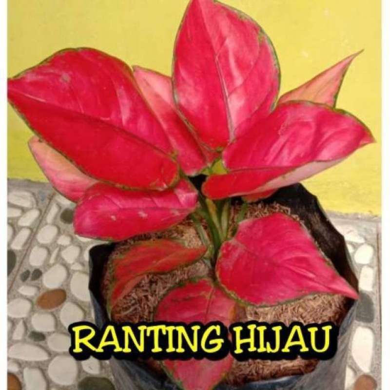 Jual Paket 4 Bibit Bunga Aglonema Lulaiwan Dut Anjemani Red Kocin Venus Online Januari 2021 Blibli
