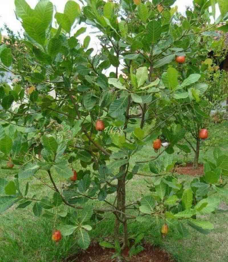 pohon jambu monyet