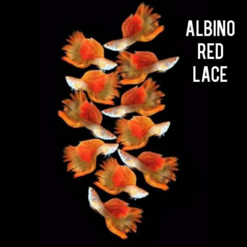 Jual Promo Guppy Albino Metal Red Lace Pasangan. Termurah Di Seller Kratos  - Pegangsaan, Kota Jakarta Pusat | Blibli
