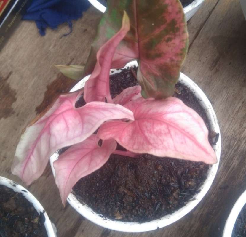 Jual Tanaman Hias Syngonium Pink Splash Online Maret 2021 Blibli Syngonium confetti (sleva) syngonium pink spot (sprava). tanaman hias syngonium pink splash