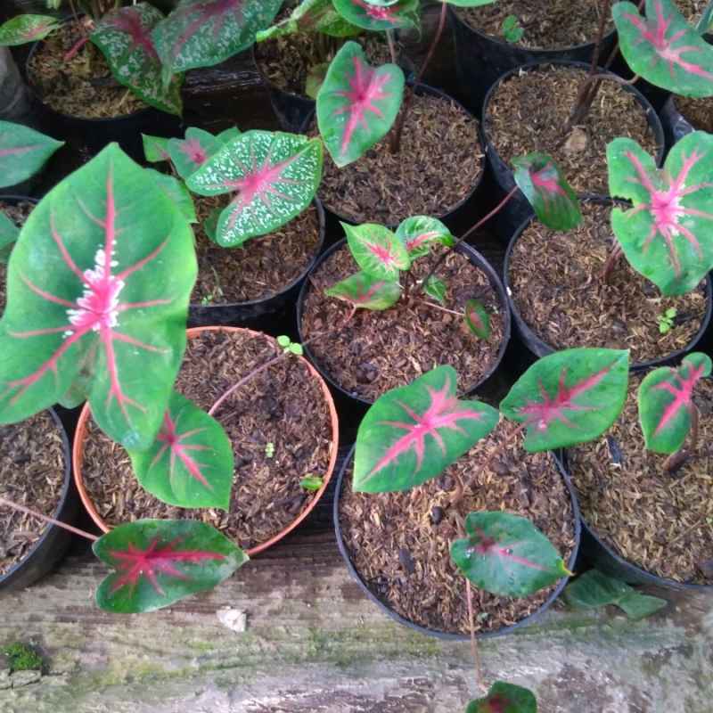 Jual Tanaman Hias Anakan Keladi Merah Red Beauty Ace Of Heart Caladium Terbaru Juni 2021 Blibli
