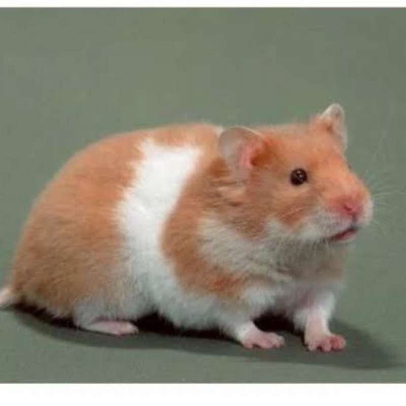 Harga hamster syrian long hair online