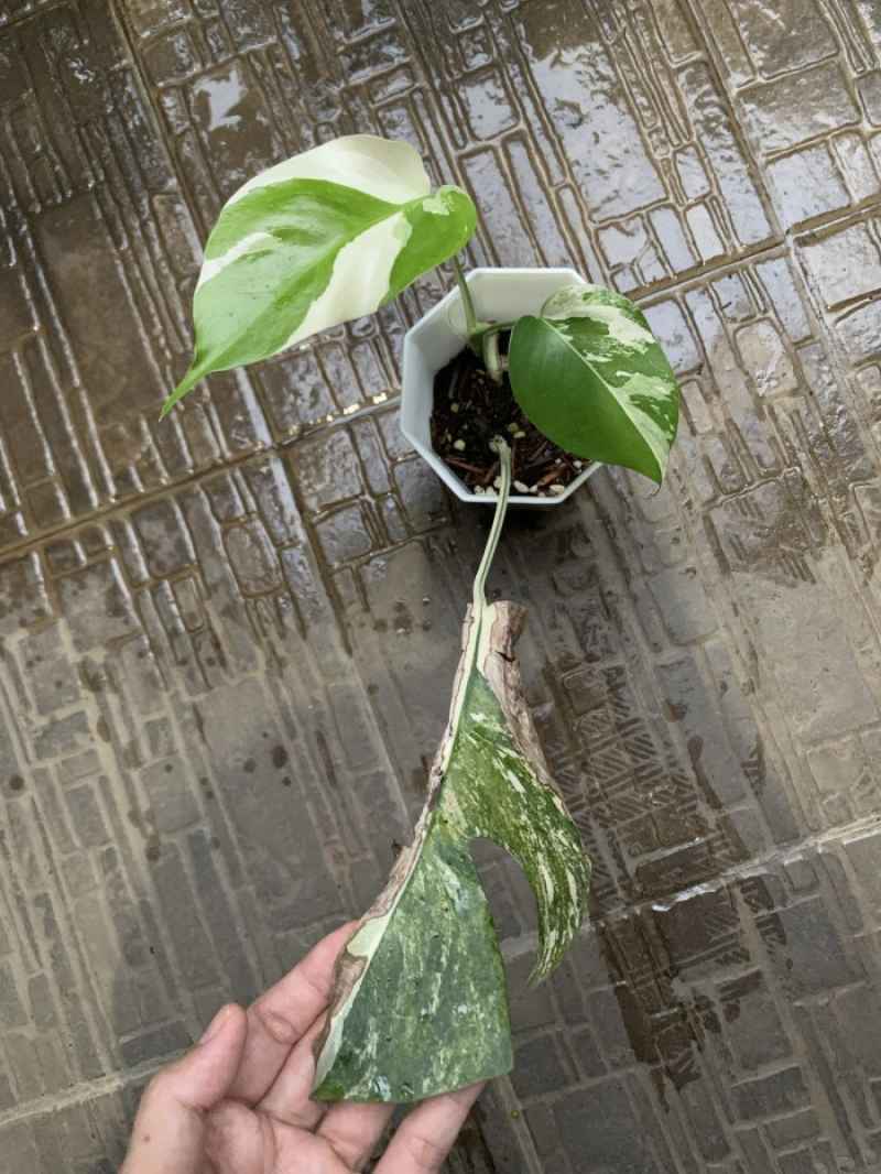 Monstera Deliciosa 'LEGACY' Variegated 格好よく Monstera Deliciosa 'LEGACY' Variegated 格好よく