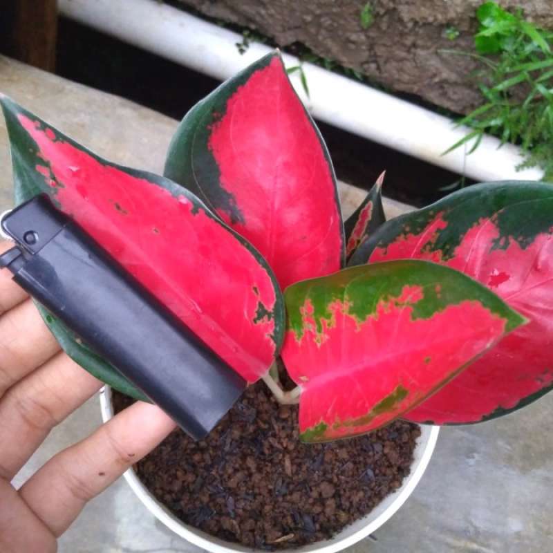 Jual Tanaman Hias Aglonema Suksom Jaipong Merah Online April 2021 Blibli