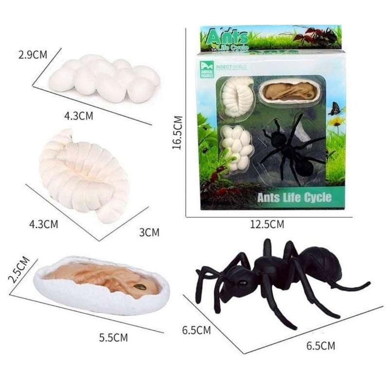 Jual Mainan Siklus Hidup Hewan Semut Dan Kartu Murah Mei 2021 Blibli