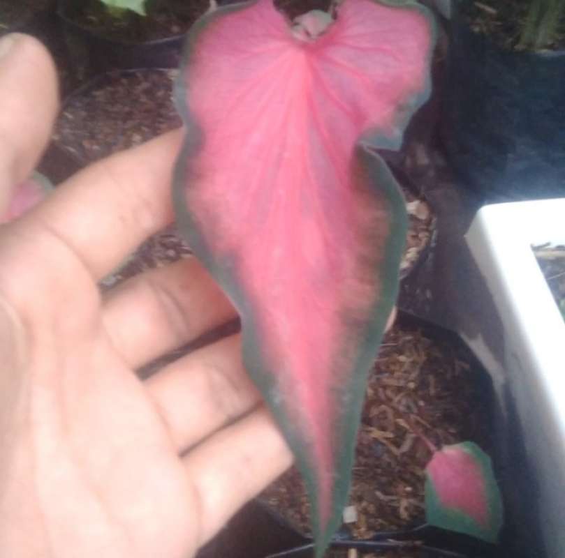 Jual Tanaman Hias Caladium Red Jaguar Keladi Red Jaguar Online April 2021 Blibli