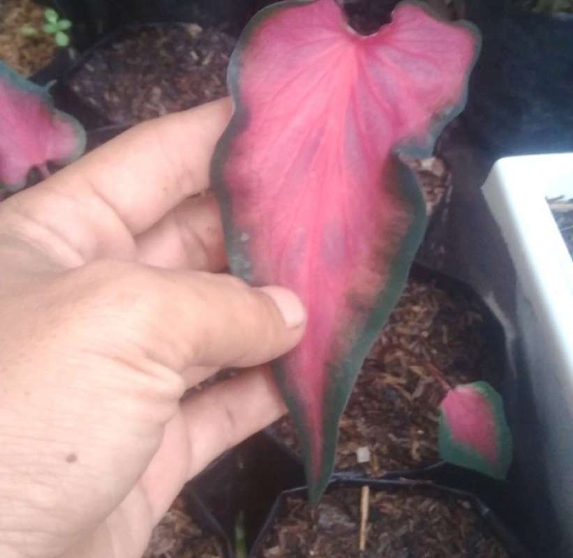 Jual Tanaman Hias Caladium Red Jaguar Keladi Red Jaguar Online Mei 2021 Blibli