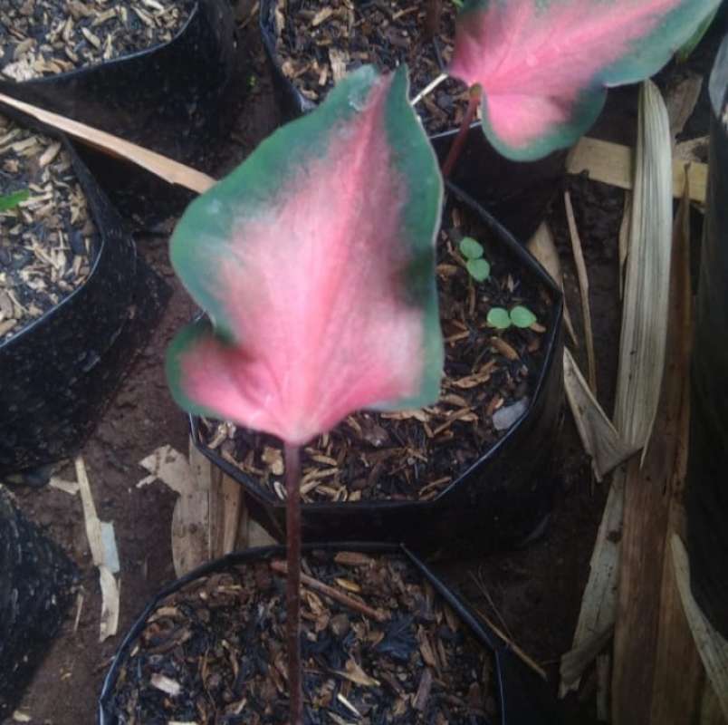Jual Tanaman Hias Caladium Red Jaguar Keladi Red Jaguar Online April 2021 Blibli