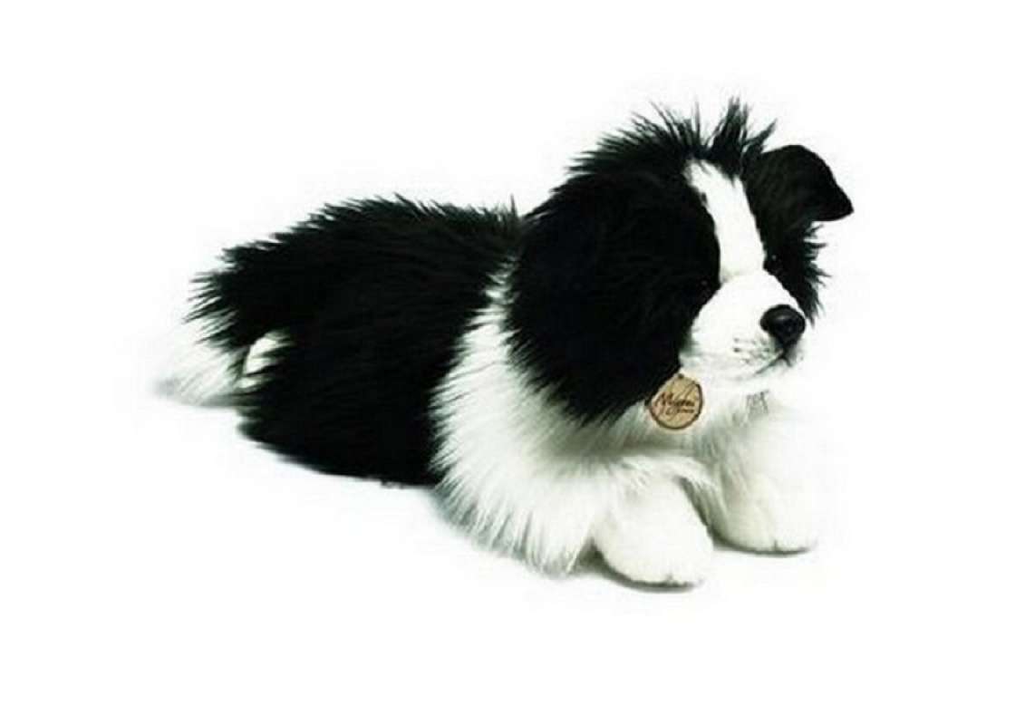 Harga border cheap collie